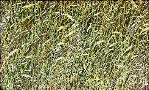 Wild Grass Dancing - KOP111-US