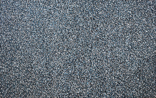 Bush Medicine Leaves - ALKG0173