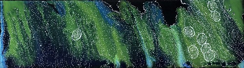 Napaljarri-warnu Jukurrpa (Seven Sisters Dreaming) - ATGWU3866/21