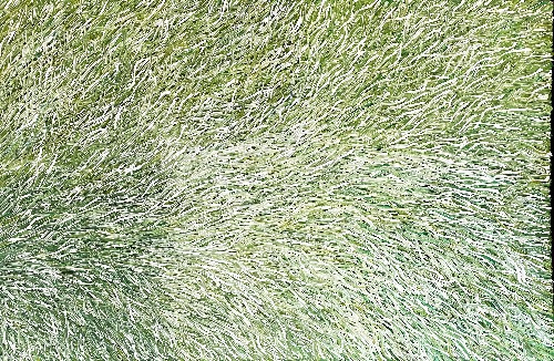 Grass Seed - BWEG0340