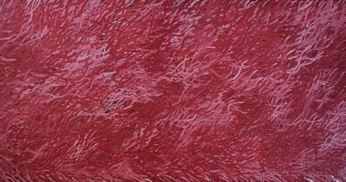 Grass Seed - BWEHF3626