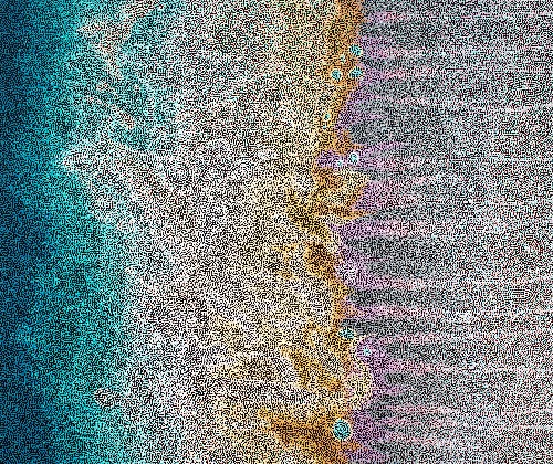 Paperbarks Flowering - BGFG0058