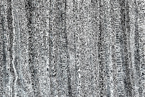 Paperbark - DTYG0059