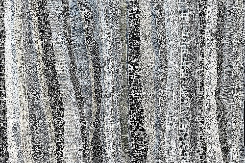 Paperbark - DTYG0060