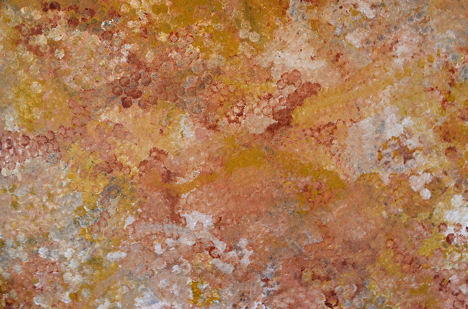 Wild Flower Dreaming - EKKHF0001 by Emily Kame Kngwarreye