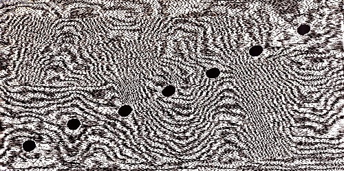 Kangaroo Hunter - EJKEK0087