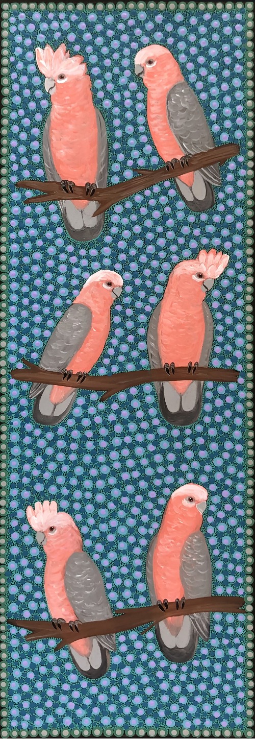 Galahs - KBZG0636