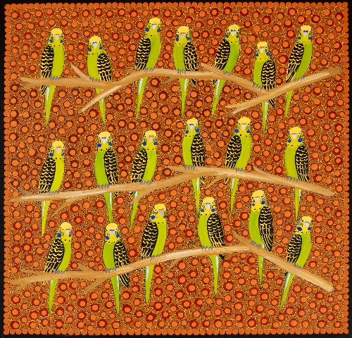 Budgerigars - KBZG0684