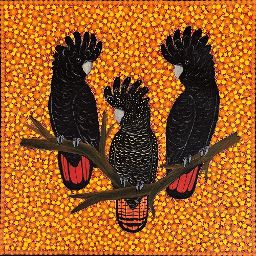 Red Tail Black Cockatoos - KBZG0692