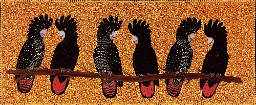 Red Tail Black Cockatoos - KBZG0715