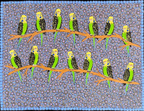 Budgerigars - KBZG0725