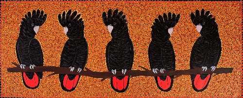 Red Tail Black Cockatoos - KBZG0762
