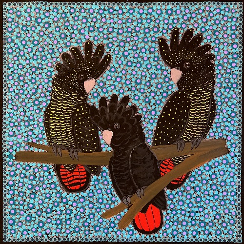 Red Tail Black Cockatoos - KBZG0781