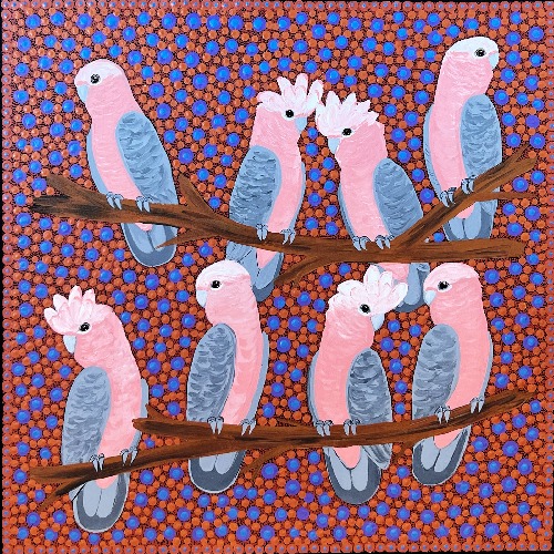 Galahs - KBZG0814