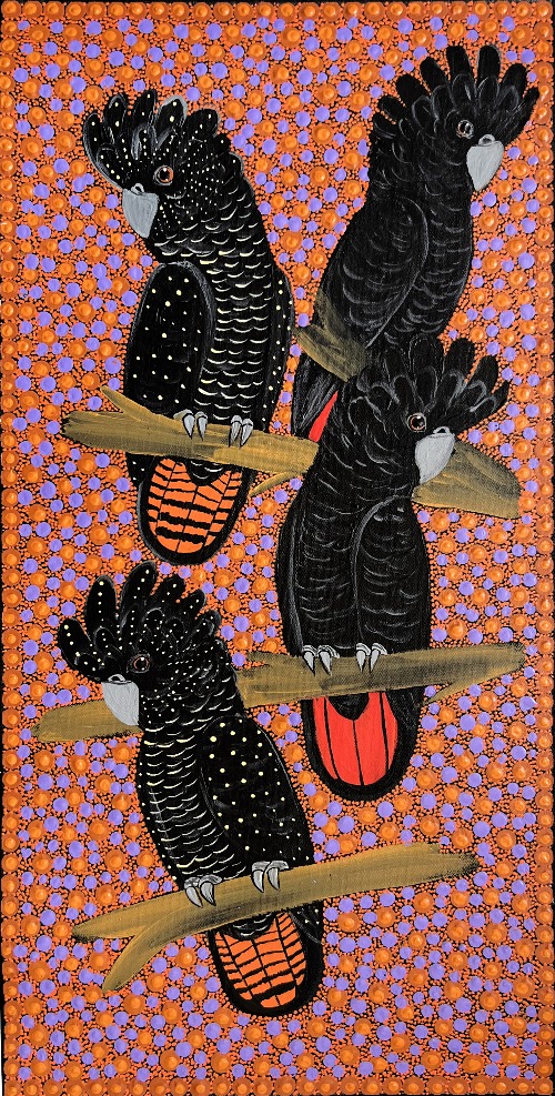 Red Tail Black Cocatoos - KBZG0830