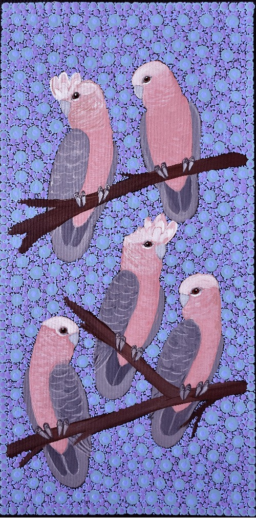 Galahs - KBZG0891