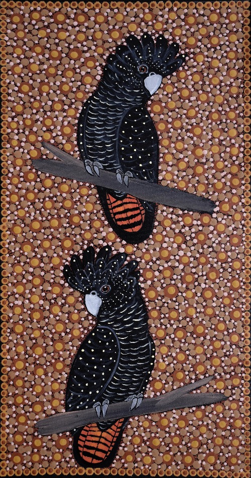 Red Tail Black Cockatoos - KBZG0896