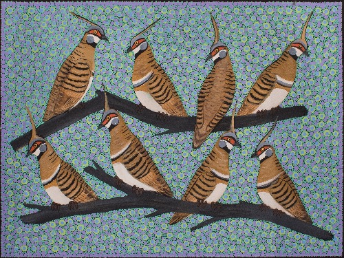 Spinifex Pigeons - KBZG1052