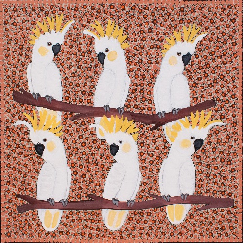 Sulphur Crested Cockatoos - KBZG1101