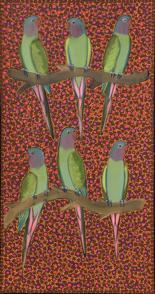 Princess Parrots - KBZG1084