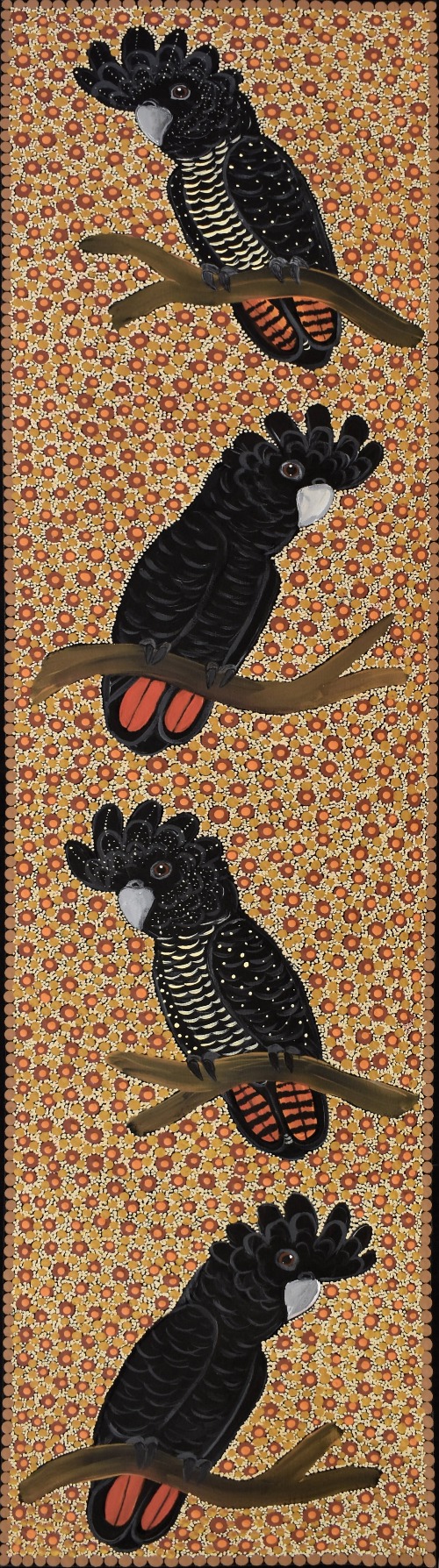 Red Tail Black Cockatoos - KBZG1091
