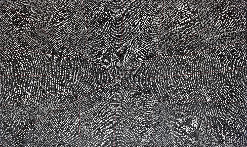 Anatye (Bush Potato) - MLPG0049