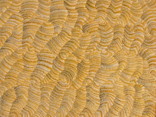 Tali (Sand Dunes) - MHNAR02251