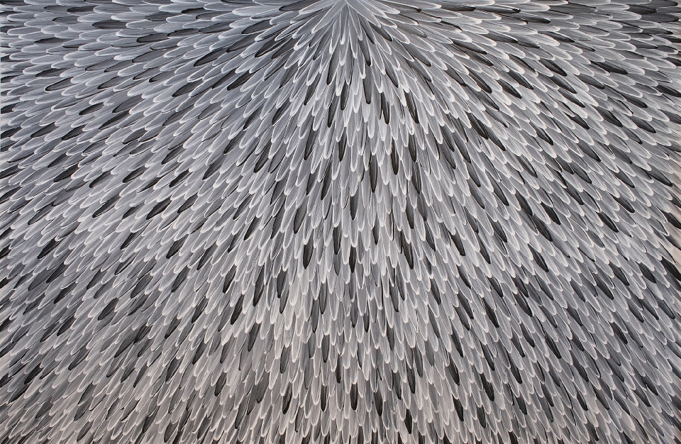 Emu Feathers - RWJG0127 by Raymond Walters Penangke
