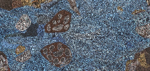 Mud Mussels - RMMG0086