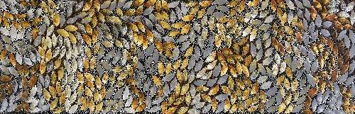 Spinifex Grass -STPAP6223445
