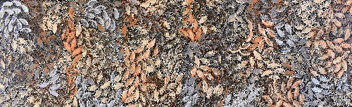 Spinifex Grass - STPAP8162071