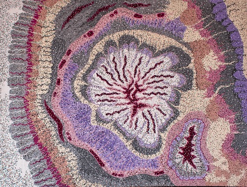 Clam Spawning - STBG0008