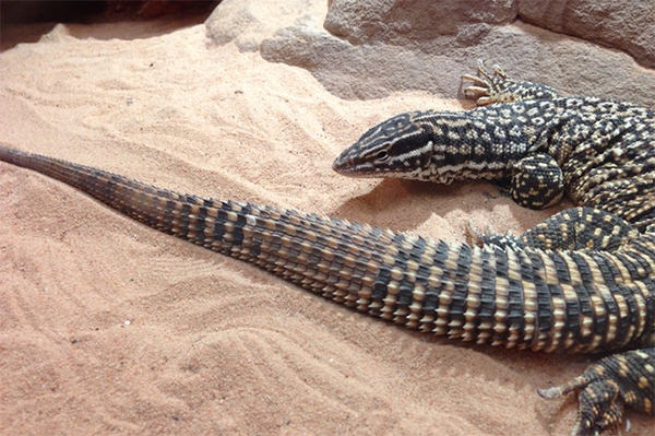A goanna crawling through the sand, leaving tracks with his tail