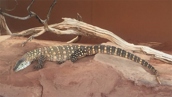 A perentie laying out on a rock basking in the sun
