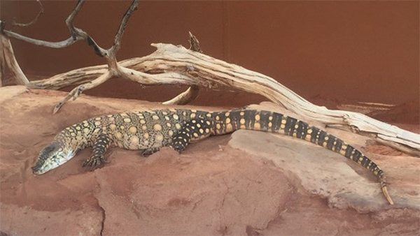 A perentie laying out on a rock basking in the sun