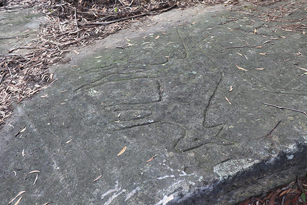 Engraving of a kangaroo